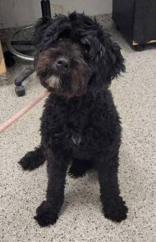 Landry -  Poodle and Mixed Breed Dog for Adoption in Kansas City, Missouri - Landry | PetCurious
