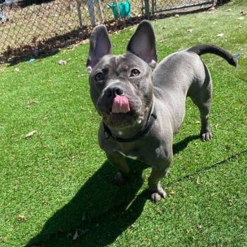 Mixed Breed Dogs Available for Adoption in Davenport, Iowa - Squab | PetCurious