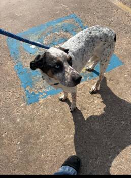 Cattle Dog Dogs Available for Adoption in Glenpool, Oklahoma - DUKE | PetCurious