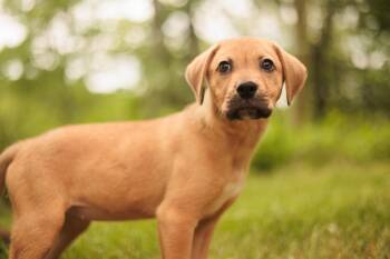 Mixed Breed Dogs Available for Adoption in Gradyville, Kentucky - Maple | PetCurious