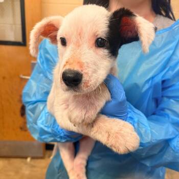 Star -  Mixed Breed Dog for Adoption in Corinth, Mississippi - Star | PetCurious
