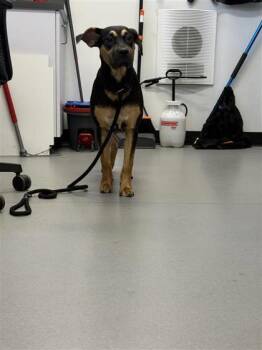 Mixed Breed Dogs Available for Adoption in West Chester, Pennsylvania - Reba | PetCurious