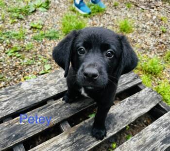 Labrador Retriever and Border Collie Dogs Available for Adoption in Aurora, Illinois - Petey | PetCurious