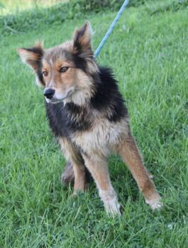 Badger (Photos August 20th 2026) -  Australian Shepherd and Husky Dog for Adoption in Marietta, Ohio - Badger (Photos August 20th 2026) | PetCurious