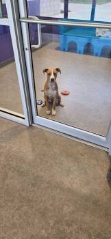 Rescue Terrier and Mixed Breed Dogs for Adoption in Bossier City, Louisiana - Pluto | PetCurious