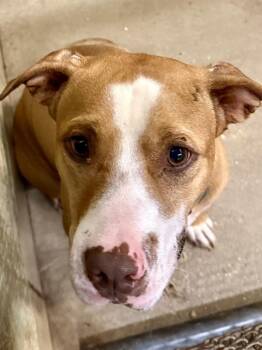 American Staffordshire Terrier Dogs Available for Adoption in Mobile, Alabama - Cool Papa Bell | PetCurious
