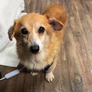 Eugene -  Cardigan Welsh Corgi Dog for Adoption in Evensville, Tennessee - Eugene | PetCurious