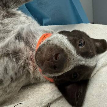 Tiddlywinks -  Mixed Breed Dog for Adoption in Taos, New Mexico - Tiddlywinks | PetCurious