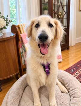 Portia -  Golden Retriever Dog for Adoption in Bellingham, Washington - Portia | PetCurious