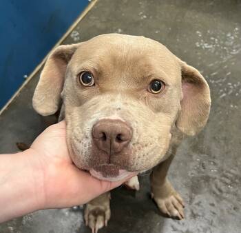 Rescue Mixed Breed Dogs for Adoption in Henderson, North Carolina - Lola | PetCurious