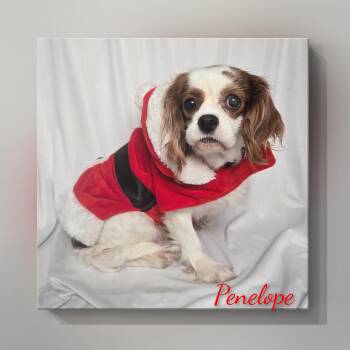 Rescue Cavalier King Charles Spaniel Dogs for Adoption in Fredericksburg, Virginia - Penelope | PetCurious
