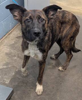 Devika -  Shepherd Dog for Adoption in Evansville, Indiana - Devika | PetCurious