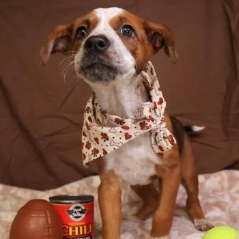 Pumpkin Spice -  Mixed Breed Dog for Adoption in Saint Charles, Missouri - Pumpkin Spice | PetCurious