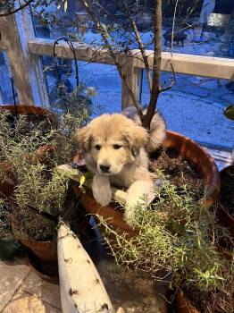 Great Pyrenees Dogs Available for Adoption - Siena | PetCurious