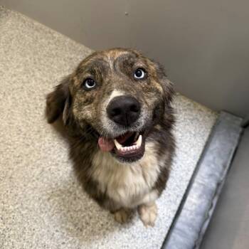 Clover -  Great Pyrenees and Mixed Breed Dog for Adoption in Murray, Utah - Clover | PetCurious