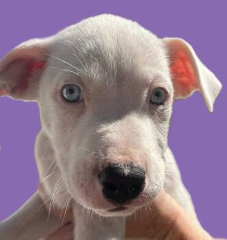 Rescue Hound and Pit Bull Terrier Dogs for Adoption in Savannah, Georgia - Joker | PetCurious