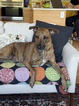 Mixed Breed Dogs Available for Adoption in Whitewater, Wisconsin - Bingo | PetCurious