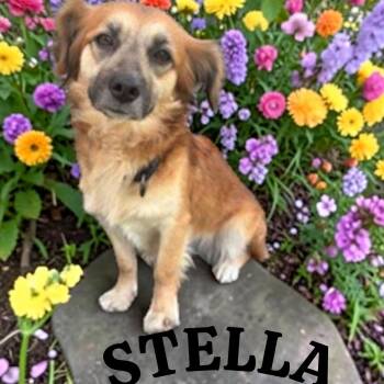 Stella -  Australian Shepherd Dog for Adoption in Taunton, Massachusetts - Stella | PetCurious
