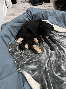 Golden Retriever and Mixed Breed Dogs Available for Adoption - Camazzola / Mama Blossom | PetCurious