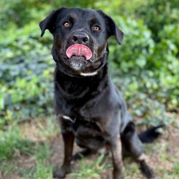 Mixed Breed Dogs Available for Adoption in Portland, Oregon - Gracie | PetCurious