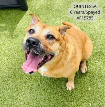 Quintessa -  Carolina Dog and Pit Bull Terrier Dog for Adoption - Quintessa | PetCurious