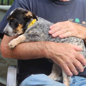 Cattle Dog Dogs Available for Adoption in Normal, Illinois - Maneet | PetCurious
