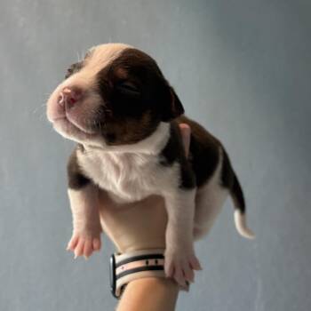 Nashville -  Australian Cattle Dog Blue Heeler and Australian Shepherd Dog for Adoption in Tampa, Florida - Nashville | PetCurious