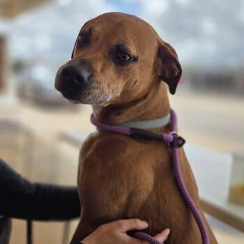Bosa -  Boxer Dog for Adoption in Yukon, Oklahoma - Bosa | PetCurious