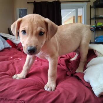 Rescue Yellow Labrador Retriever and Mixed Breed Dogs for Adoption in Austin, Texas - Willie GC | PetCurious