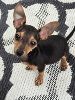 Sassy -  Chihuahua Dog for Adoption in Sanford, North Carolina - Sassy | PetCurious