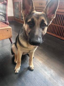 Eleanor -  German Shepherd Dog Dog for Adoption in Fredonia, Wisconsin - Eleanor | PetCurious