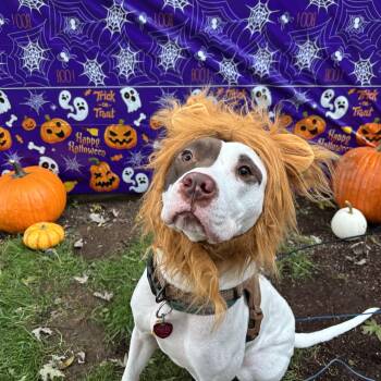 Rescue American Staffordshire Terrier and Labrador Retriever Dogs for Adoption in Brookeville, Maryland - Romeo | PetCurious
