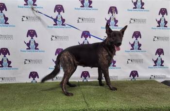 Rescue Dutch Shepherd and Mixed Breed Dogs for Adoption in Orlando, Florida - NALA | PetCurious