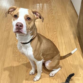 Rescue Pit Bull Terrier Dogs for Adoption in Richmond, Virginia - Autumn | PetCurious