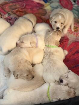 Labrador Retriever Dogs Available for Adoption in Pflugerville, Texas - Genie-Gus-Goliath | PetCurious