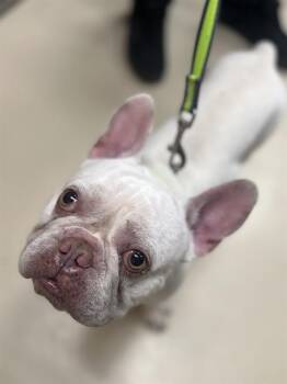 French Bulldog Dogs Available for Adoption in Aliquippa, Pennsylvania - PINKY | PetCurious