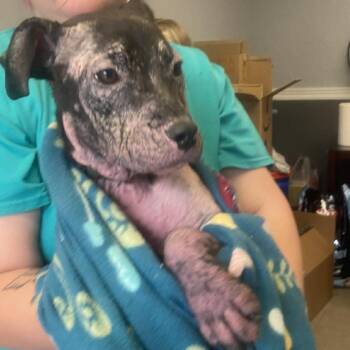 Mixed Breed Dogs Available for Adoption in Huntington, West Virginia - Snafu Stray Hold 4/18 | PetCurious