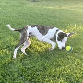 Rescue Pit Bull Terrier and Mountain Cur Dogs for Adoption in Dallas, Texas - Bojangle | PetCurious