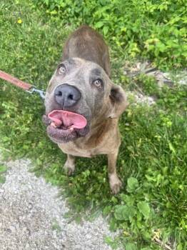 Jean -  Cane Corso Dog for Adoption in Ontario, Ohio - Jean | PetCurious