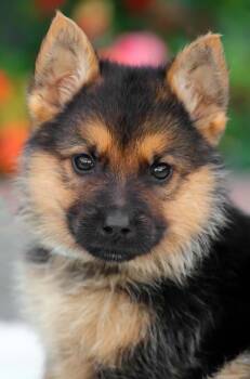 German Shepherd Dog Dogs Available for Adoption - *Baloo Von Brockel | PetCurious