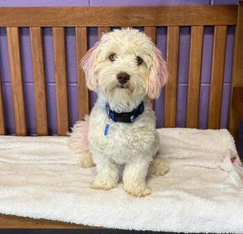 **SPARKY** -  Poodle and Shih Tzu Dog for Adoption in North Prairie, Wisconsin - **SPARKY** | PetCurious
