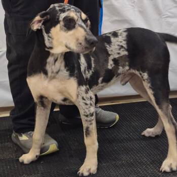 SCFL-Stray-67148 -  Mixed Breed Dog for Adoption in Lake Panasoffkee, Florida - SCFL-Stray-67148 | PetCurious
