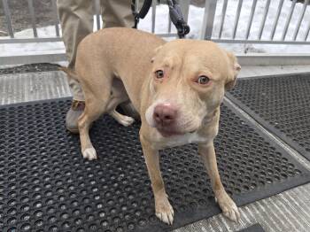 Pit Bull Terrier Dogs Available for Adoption - Ruthy | PetCurious