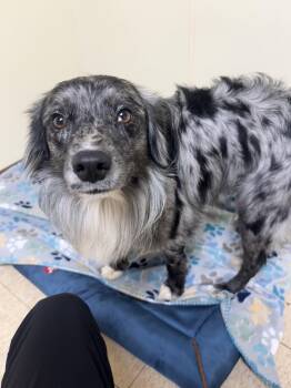 Australian Shepherd Dogs Available for Adoption - Jordan | PetCurious