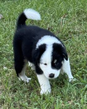 Ranger - Wardell pups -  Labrador Retriever and Border Collie Dog for Adoption in Horn Lake, Mississippi - Ranger - Wardell Pups | PetCurious