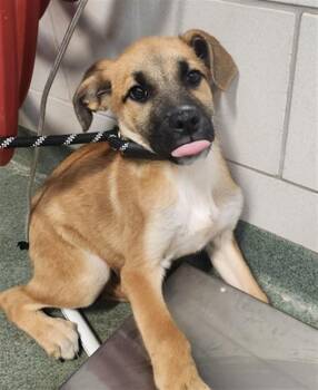 REMEDY -  Mixed Breed Dog for Adoption in Santa Fe, New Mexico - REMEDY | PetCurious