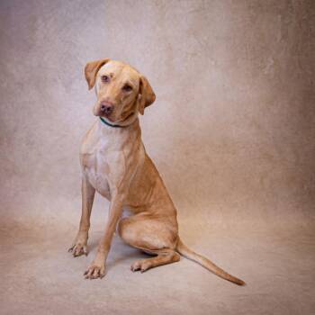 Ic-2 Moses -  Labrador Retriever Dog for Adoption in Lawrenceville, Georgia - Ic-2 Moses | PetCurious