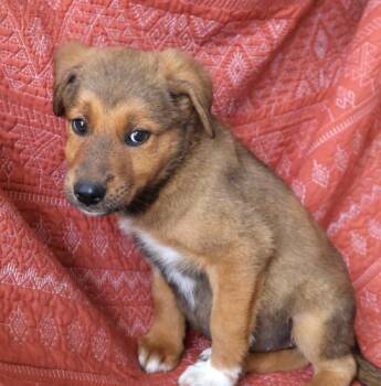 Shonna -  German Shepherd Dog Dog for Adoption in Thief River Falls, Minnesota - Shonna | PetCurious