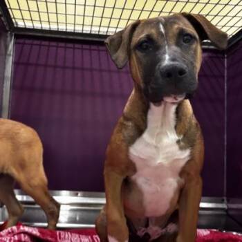 Mixed Breed Dogs Available for Adoption in Merriam, Kansas - Ziggy | PetCurious