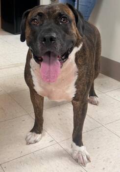 Chance -  Boxer and Mastiff Dog for Adoption in New Cumberland, West Virginia - Chance | PetCurious